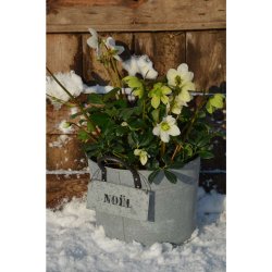 Zink skilt " NO&Euml;L "