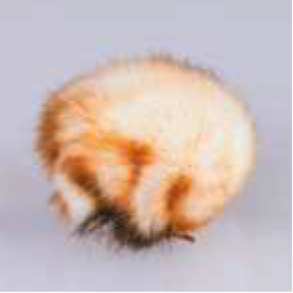 Mayflower PomPon Fv.  Lysbeige Nr 32